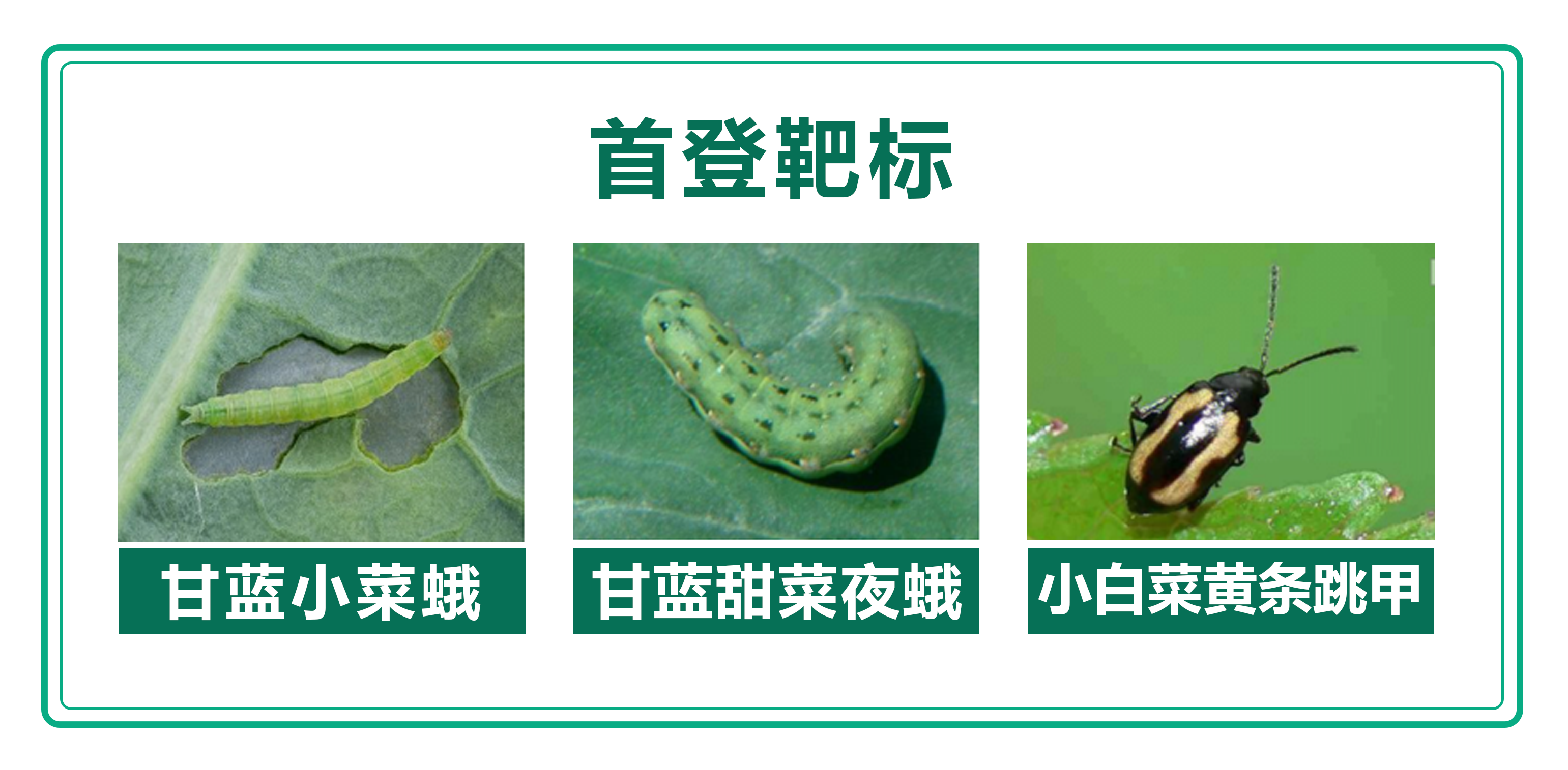 1760280696743877.png 環(huán)丙首登靶標(biāo).png