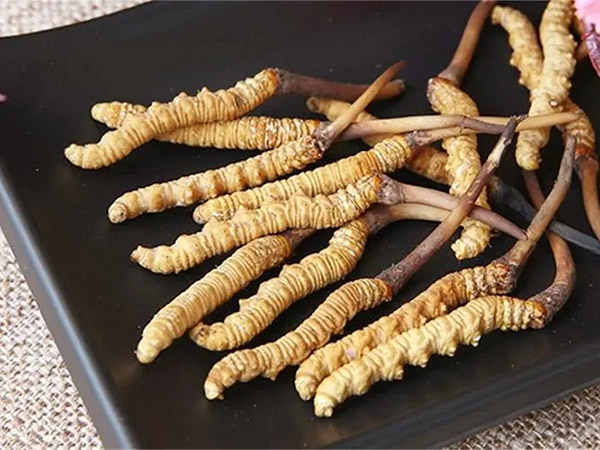 冬蟲(chóng)夏草怎么分辨好壞